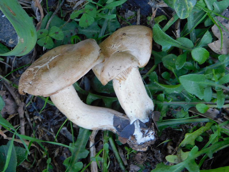 8 Fotogr.il 18.12.sotto Leccio